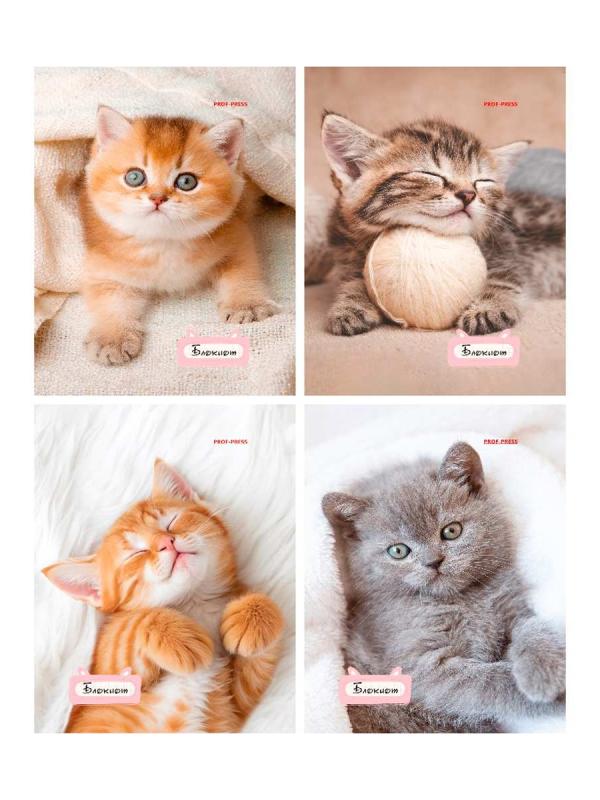 Блокнот А6 (100*165) 24л клетка скоба обл мелованн карт Проф-Пресс Милые котята-1 Б24-7168 ассорти 4
